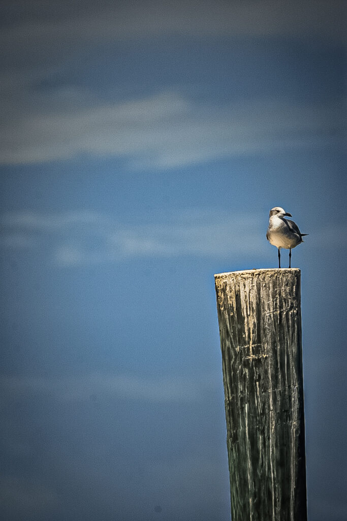 40 dsc 4115