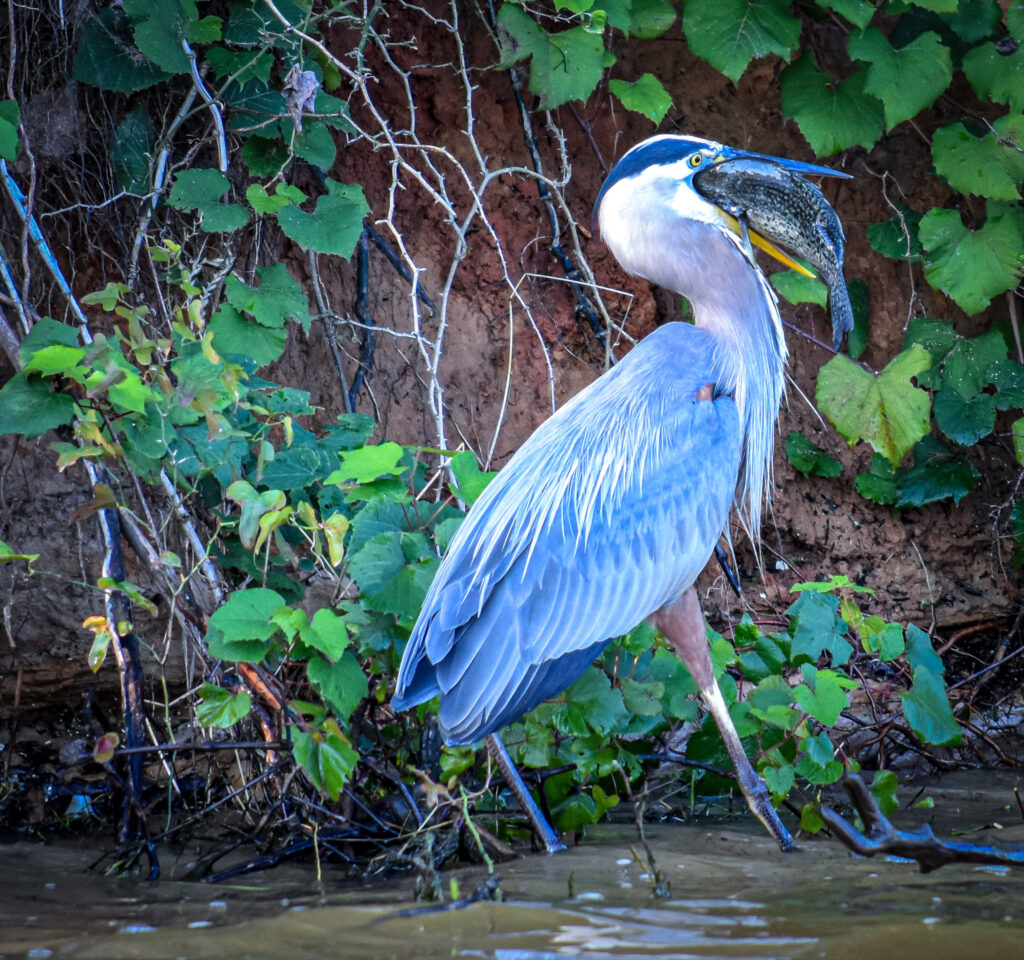 blueheron